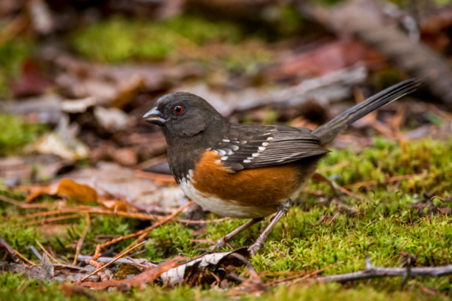 Female spotted towhee