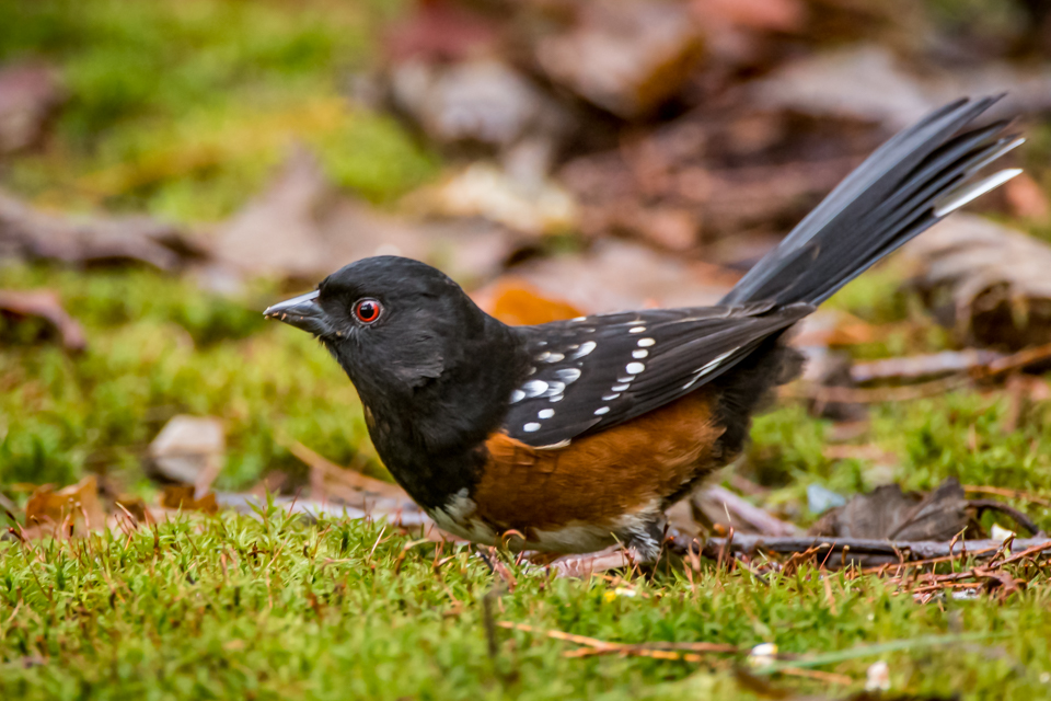 Male spotted towhee