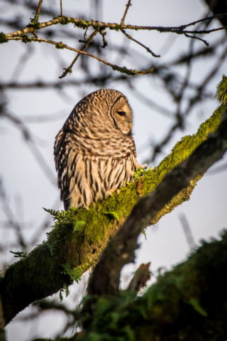 Barred owl, Ridgefield National Wildlife Refuge
